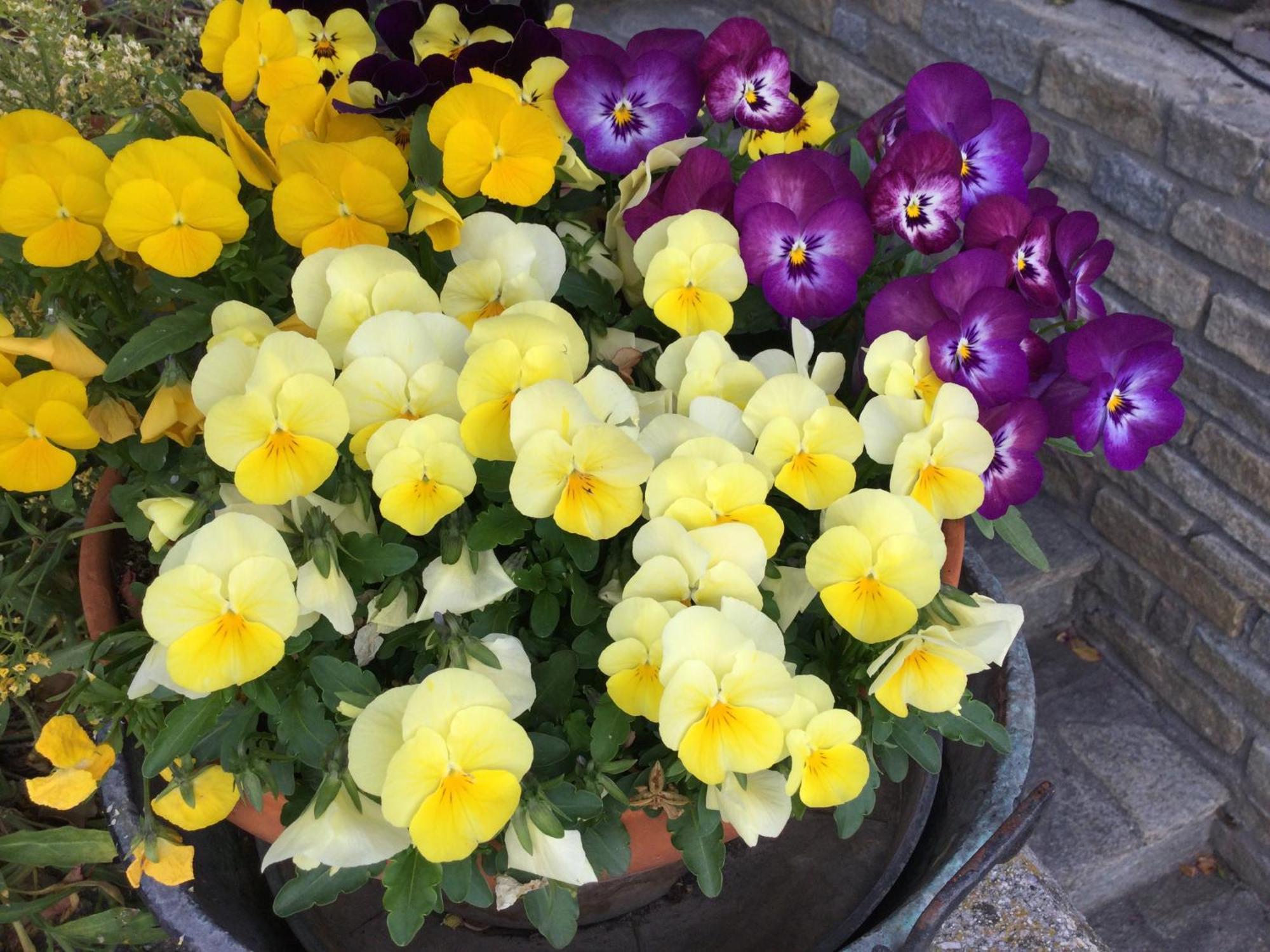 B&B Les Fleurs Gignod Exterior foto