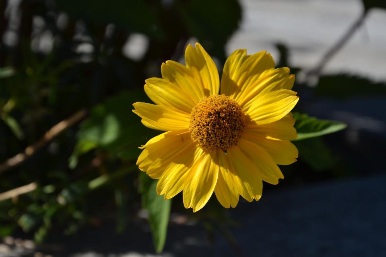 B&B Les Fleurs Gignod Cameră foto